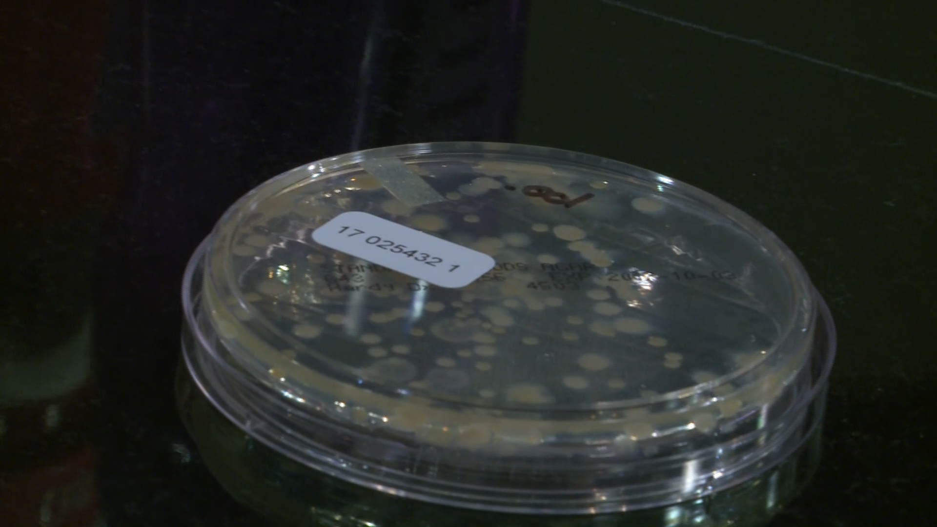 VERIFY Are reused water bottles loaded with bacteria?